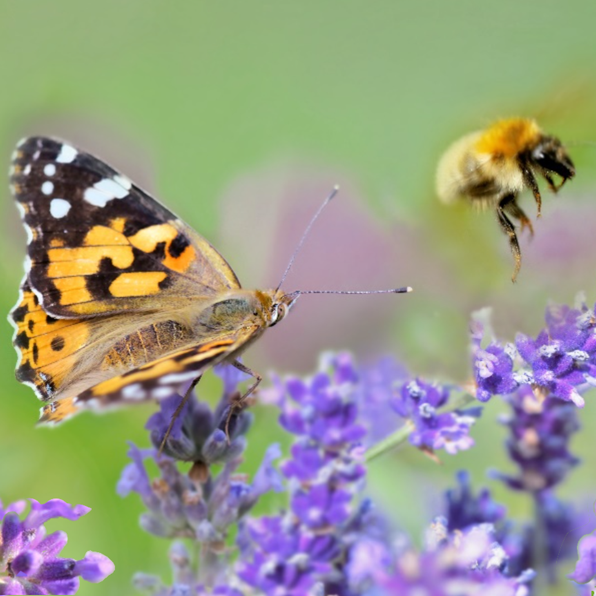 biodiversity_square